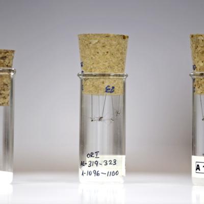 Mosquito Museum Facilities