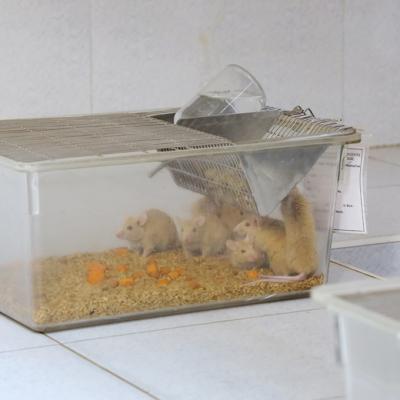 Animal House Facilities