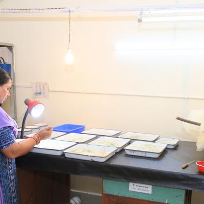 Vcrc Field Stations Koraput